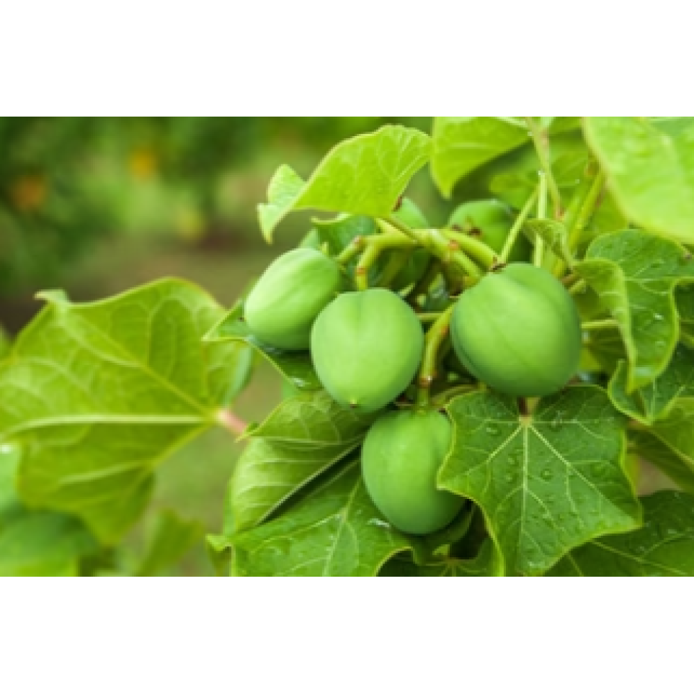 CARELIKA Exotic Body Scrub - Skrubis ķermenim ar greipfrūtu, jūras sāli un ēterisko mandarīnu eļļu, 200ml