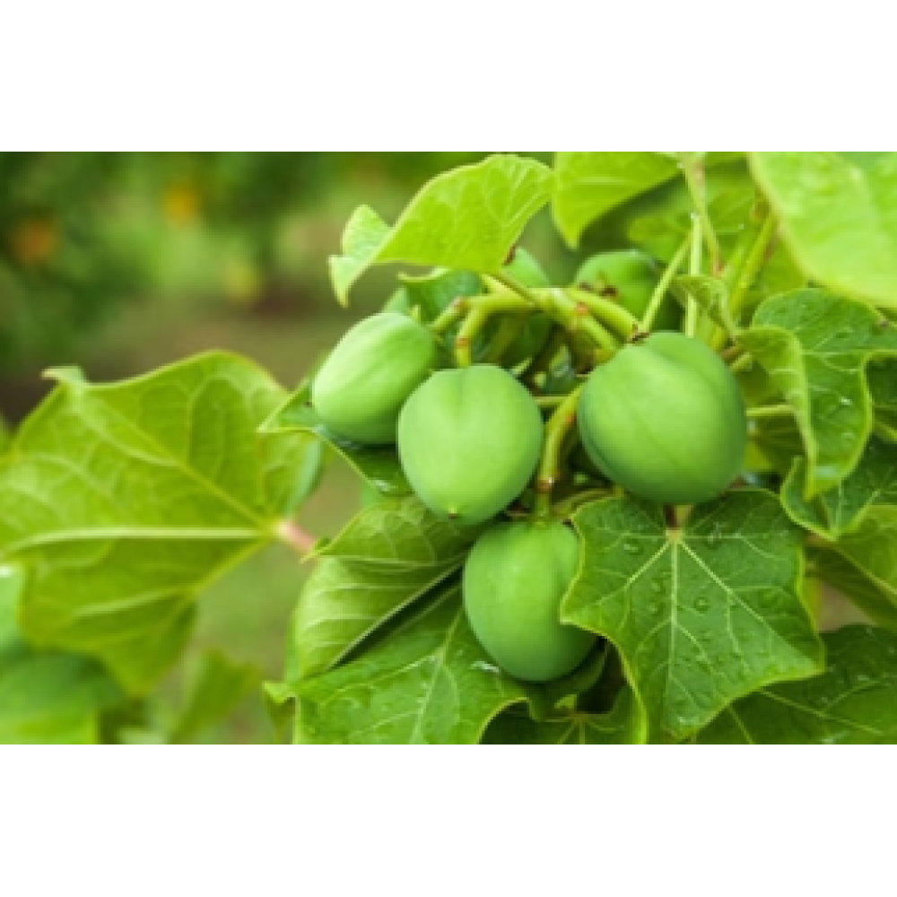 CARELIKA Gold Body Scrub - Skrubis ķermenim ar zelta gliteriem un kaviāra ekstraktu un augu glicerīnu, 200ml